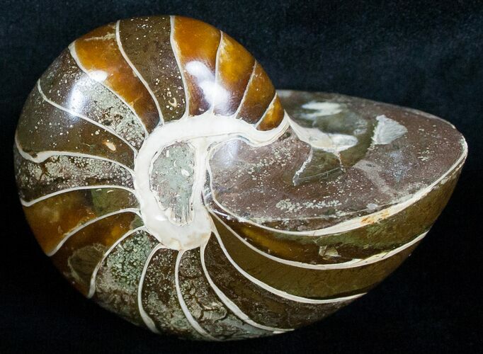 Gorgeous Nautilus Fossil - Madagascar #6423